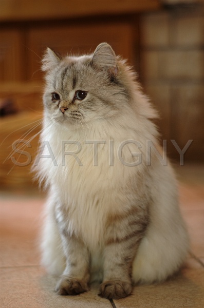 BRITISH LONGHAIR 009.jpg